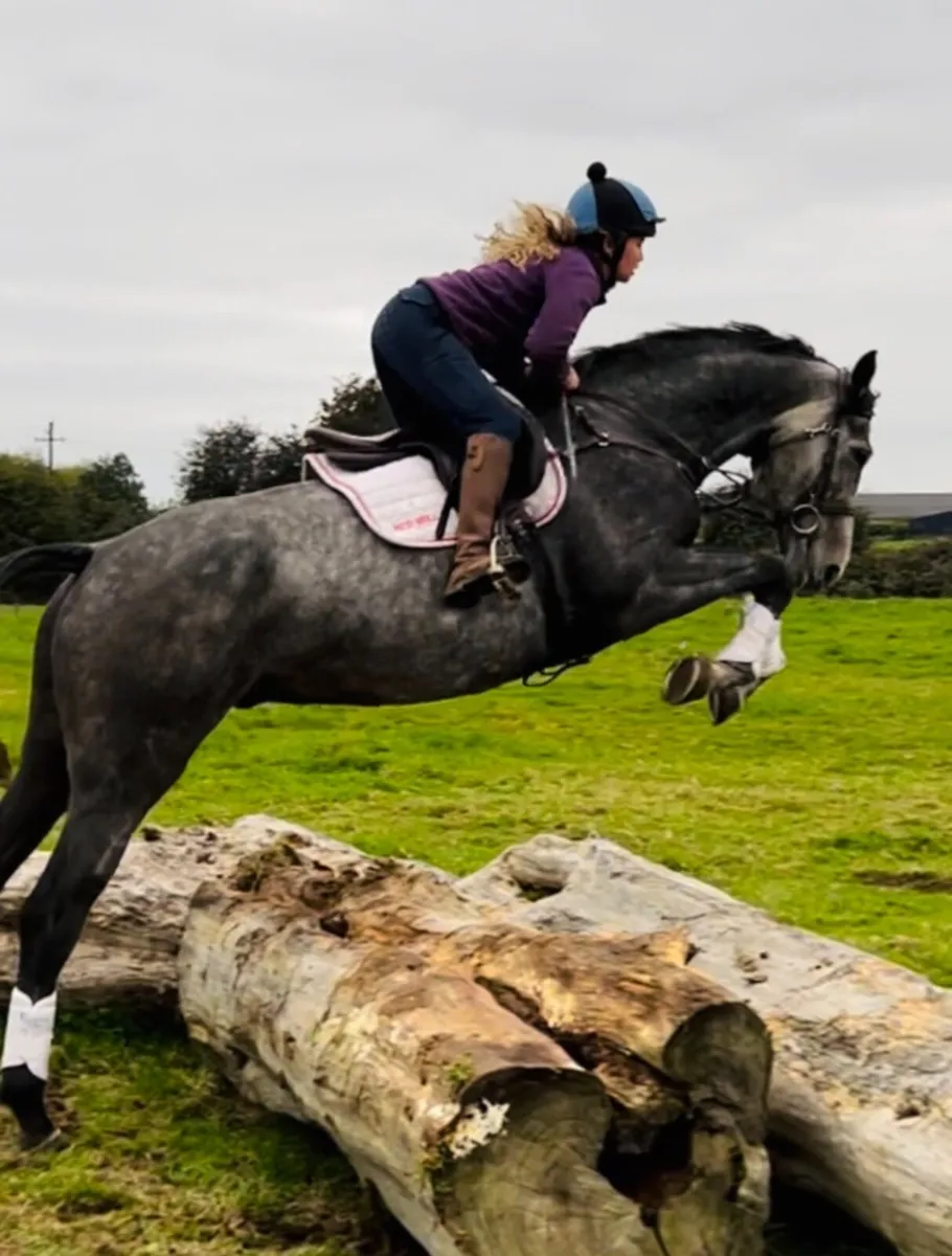 Flashy ISH gelding - Image 4