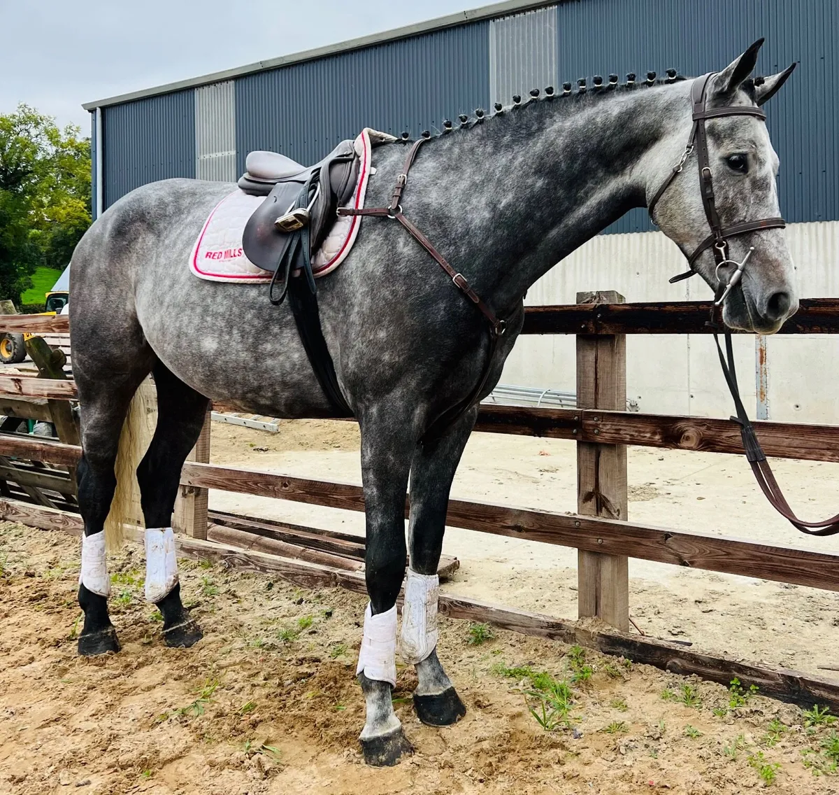 Flashy ISH gelding - Image 1