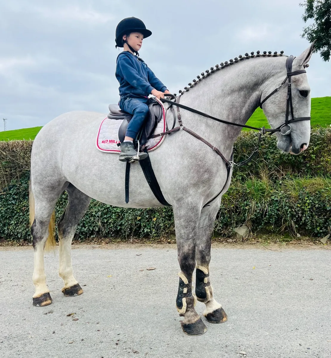 Quality Irish draft gelding - Image 1