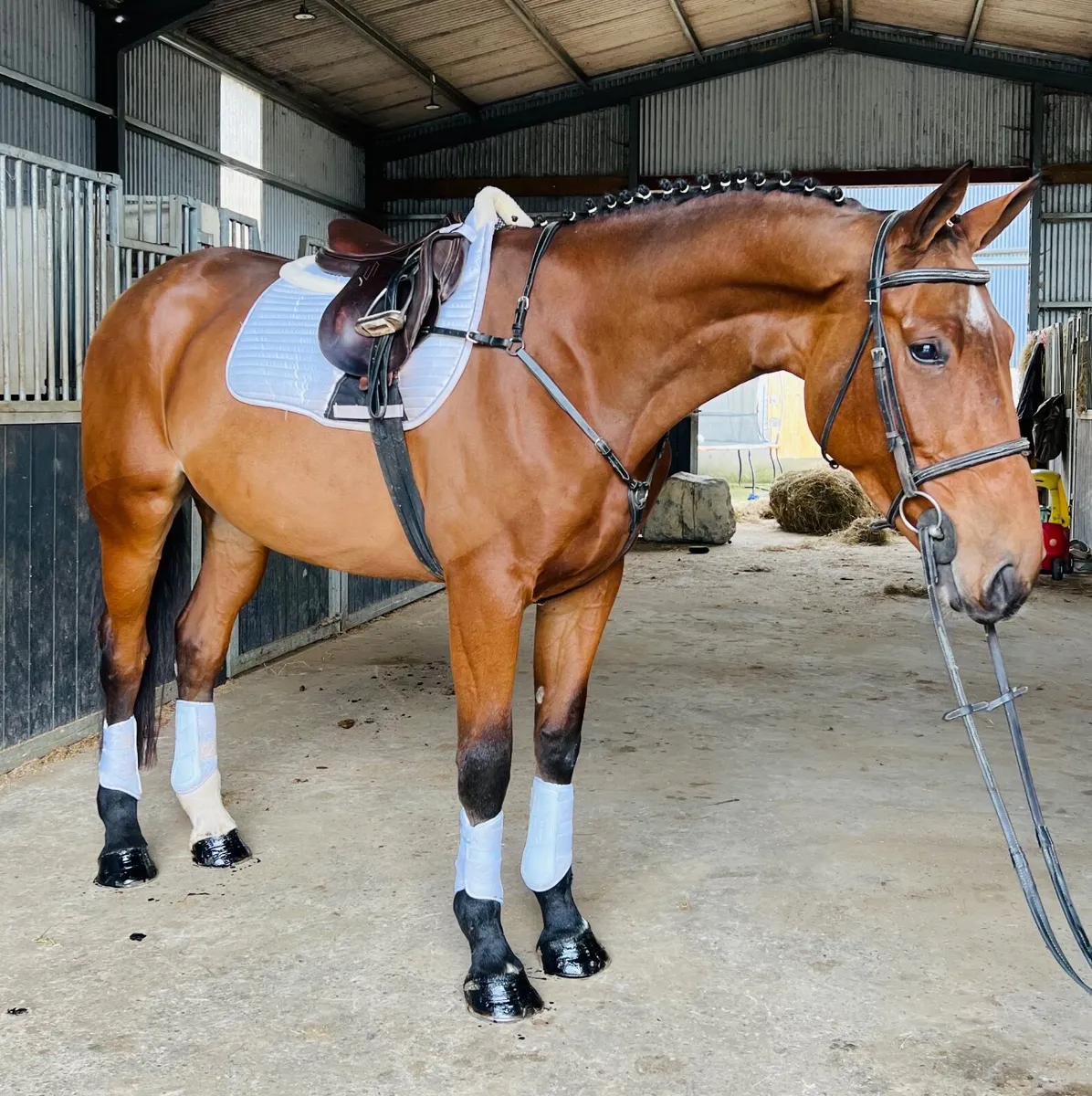 Scopey 4yr old  mare - Image 1