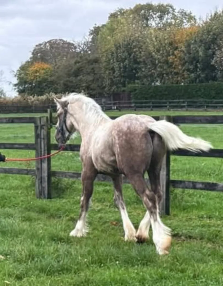 Colt foal - Image 2