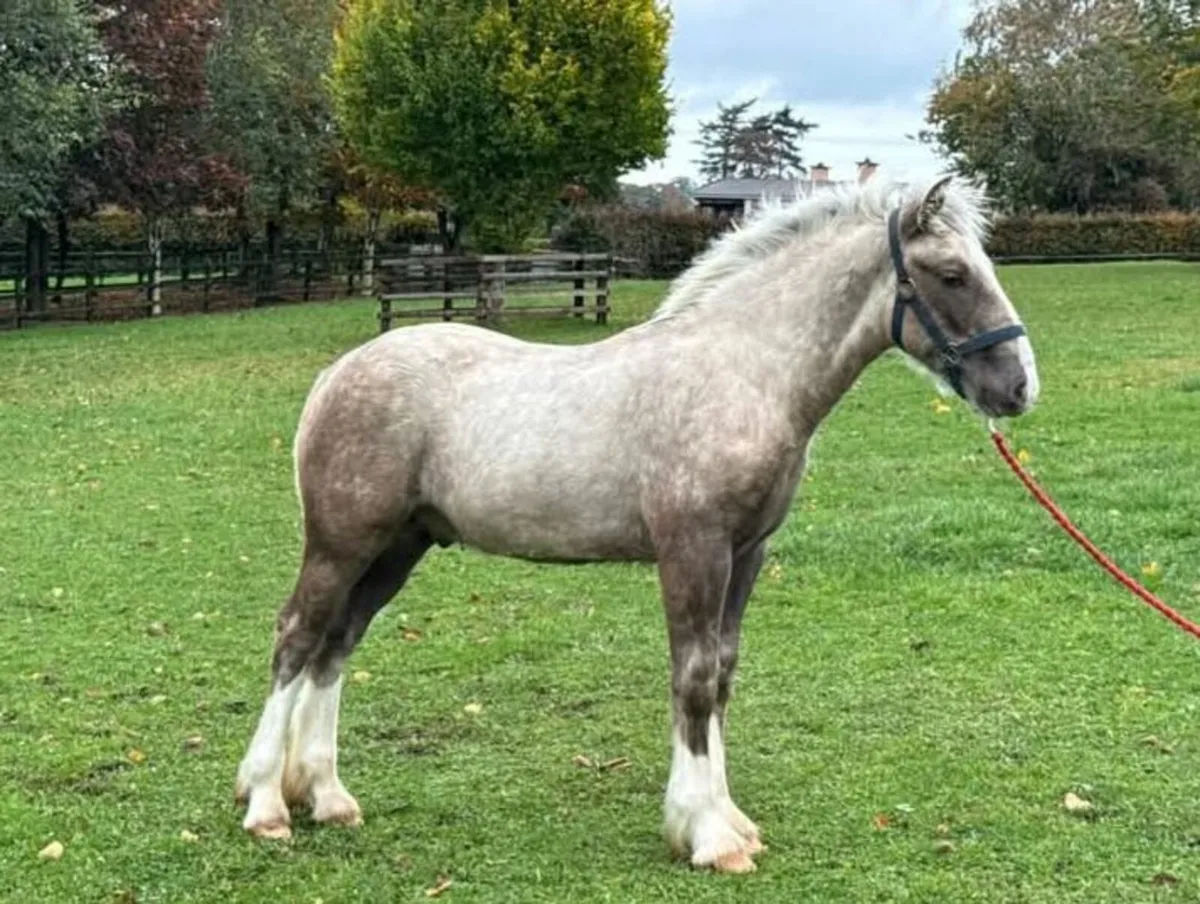 Colt foal - Image 1