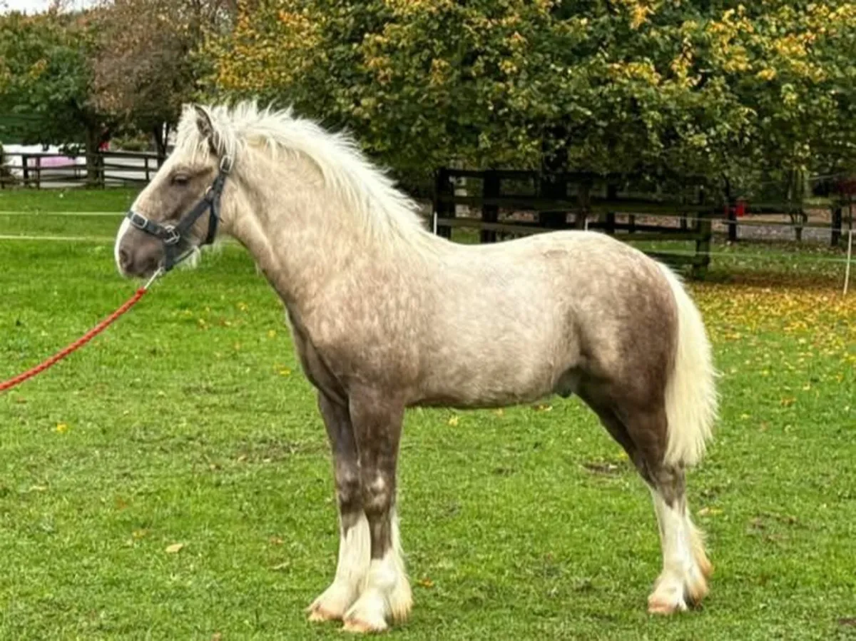 Colt foal - Image 3
