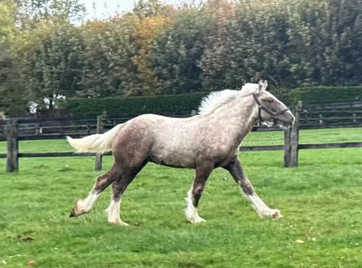 Colt foal - Image 4