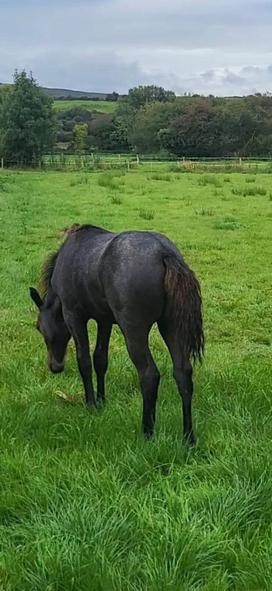 Connemara colt foal - Image 2