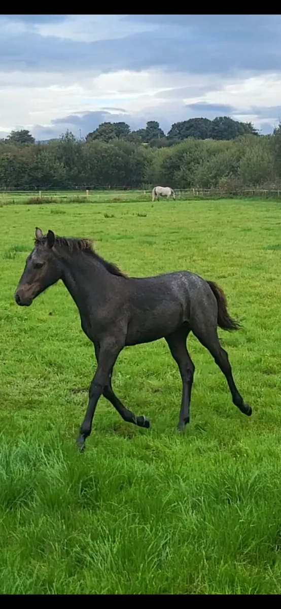 Connemara colt foal - Image 3