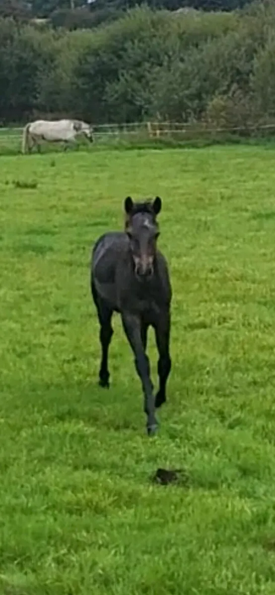 Connemara colt foal - Image 1