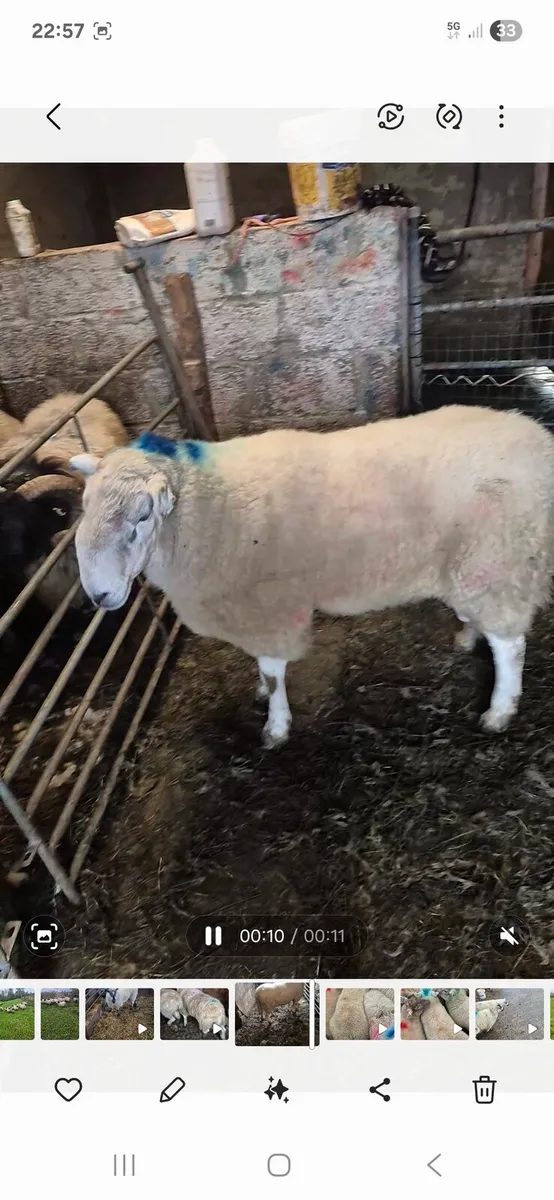 Cheviot rams - Image 1