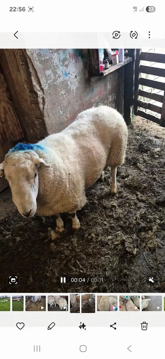 Cheviot rams - Image 2