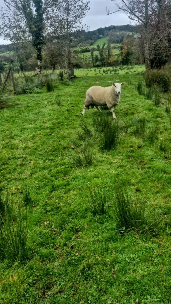 Cheviot rams - Image 3