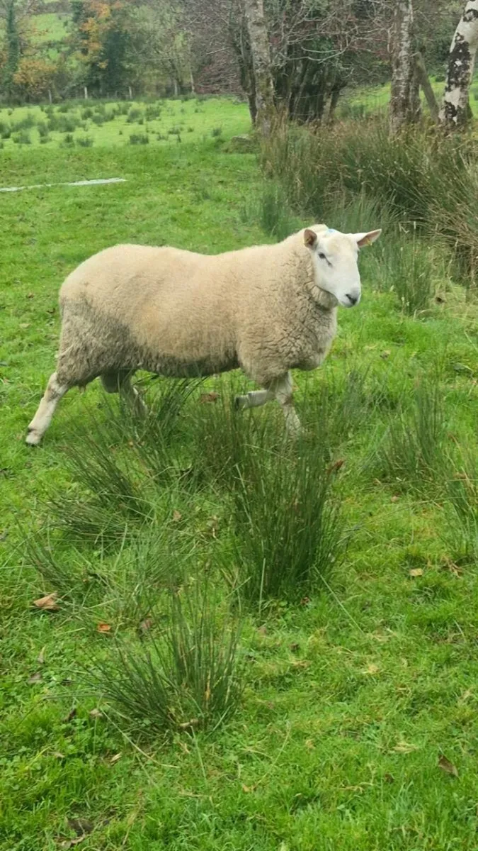 Cheviot rams - Image 4