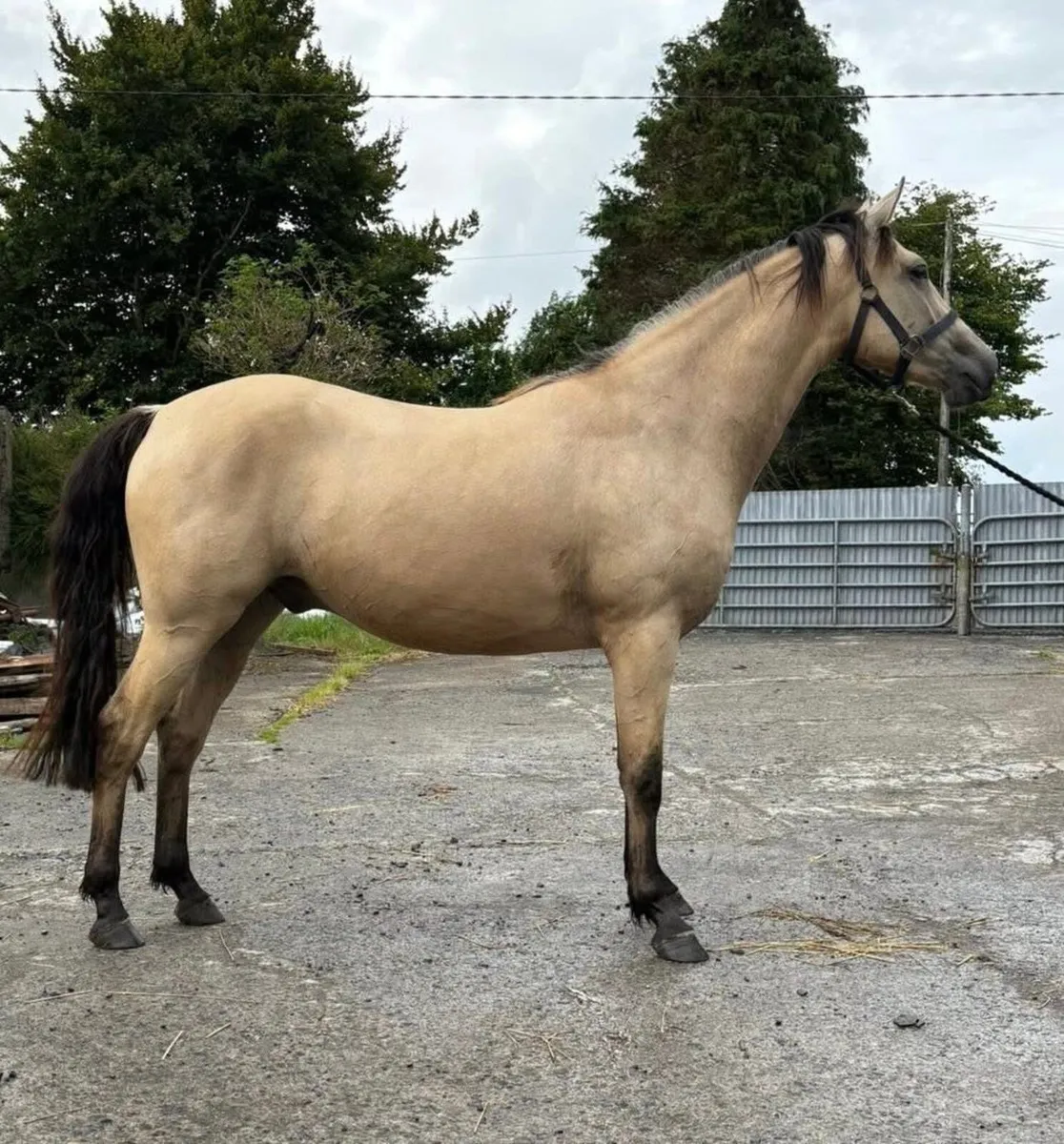 Lot 433 Clifden Pony sales Friday 24 October - Image 1