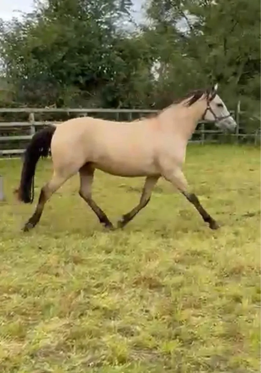 Lot 433 Clifden Pony sales Friday 24 October - Image 2