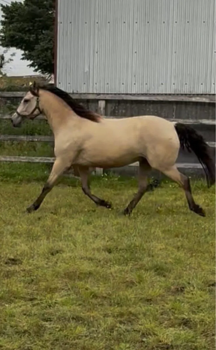 Lot 433 Clifden Pony sales Friday 24 October - Image 3