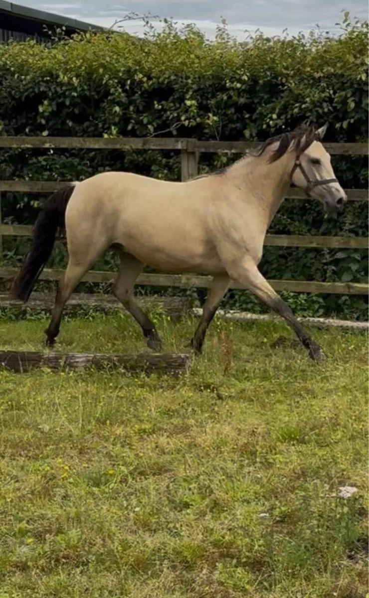 Lot 433 Clifden Pony sales Friday 24 October - Image 4