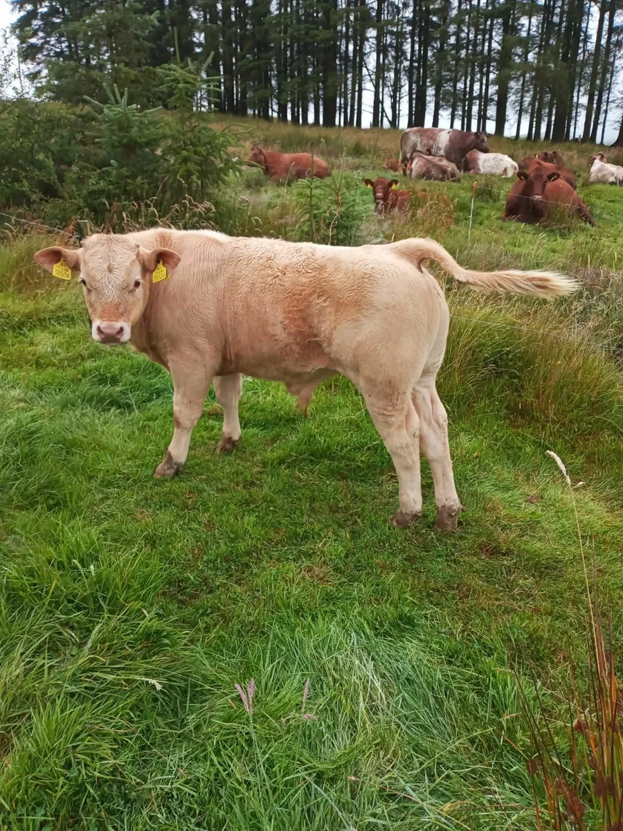 Organic weanlings