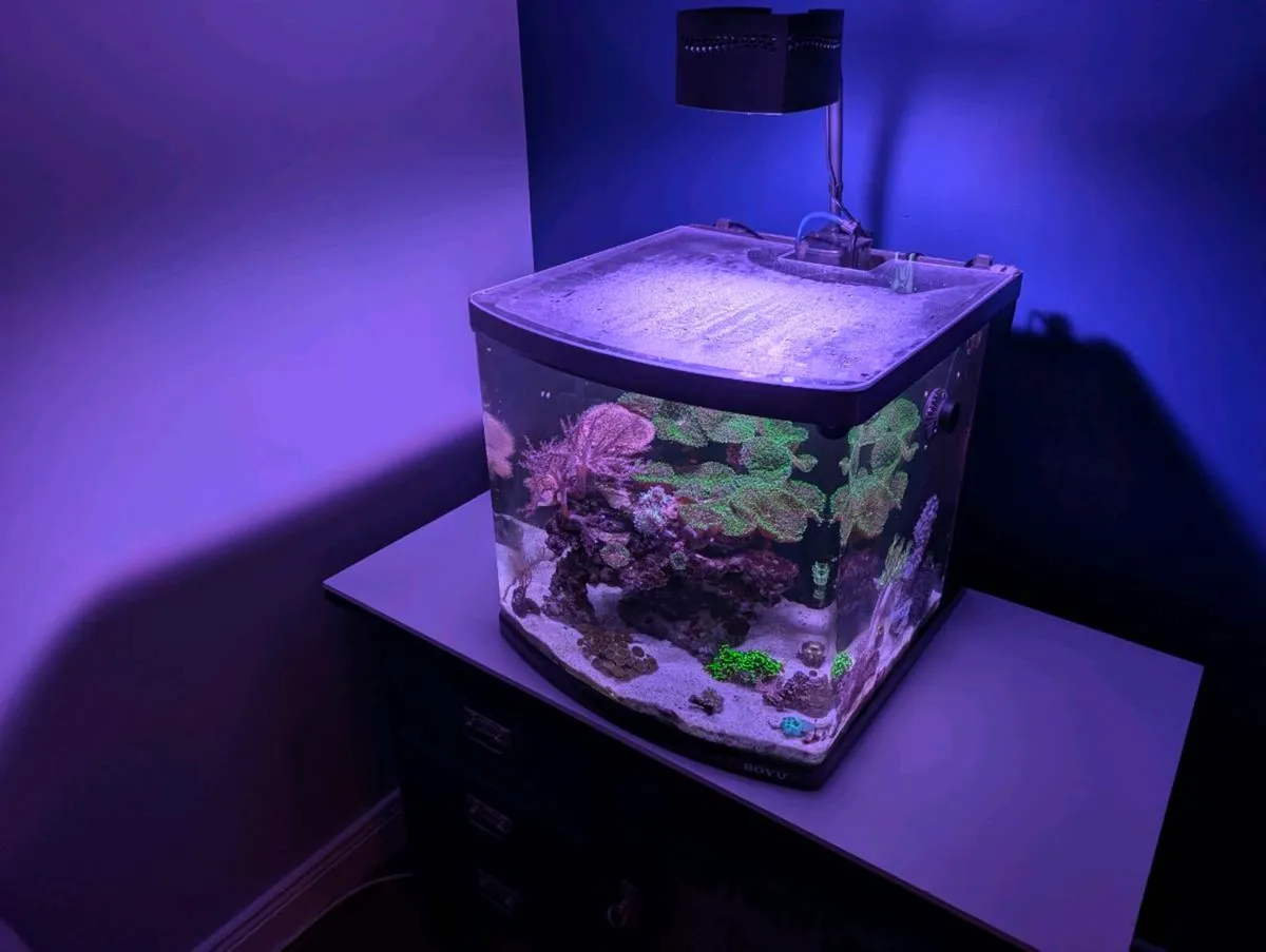 Reef tank complete setup 80L - Image 1