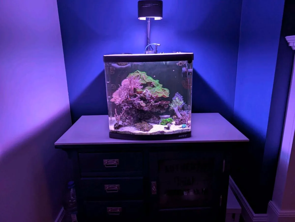 Reef tank complete setup 80L - Image 2