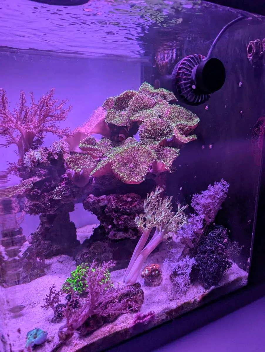 Reef tank complete setup 80L - Image 3