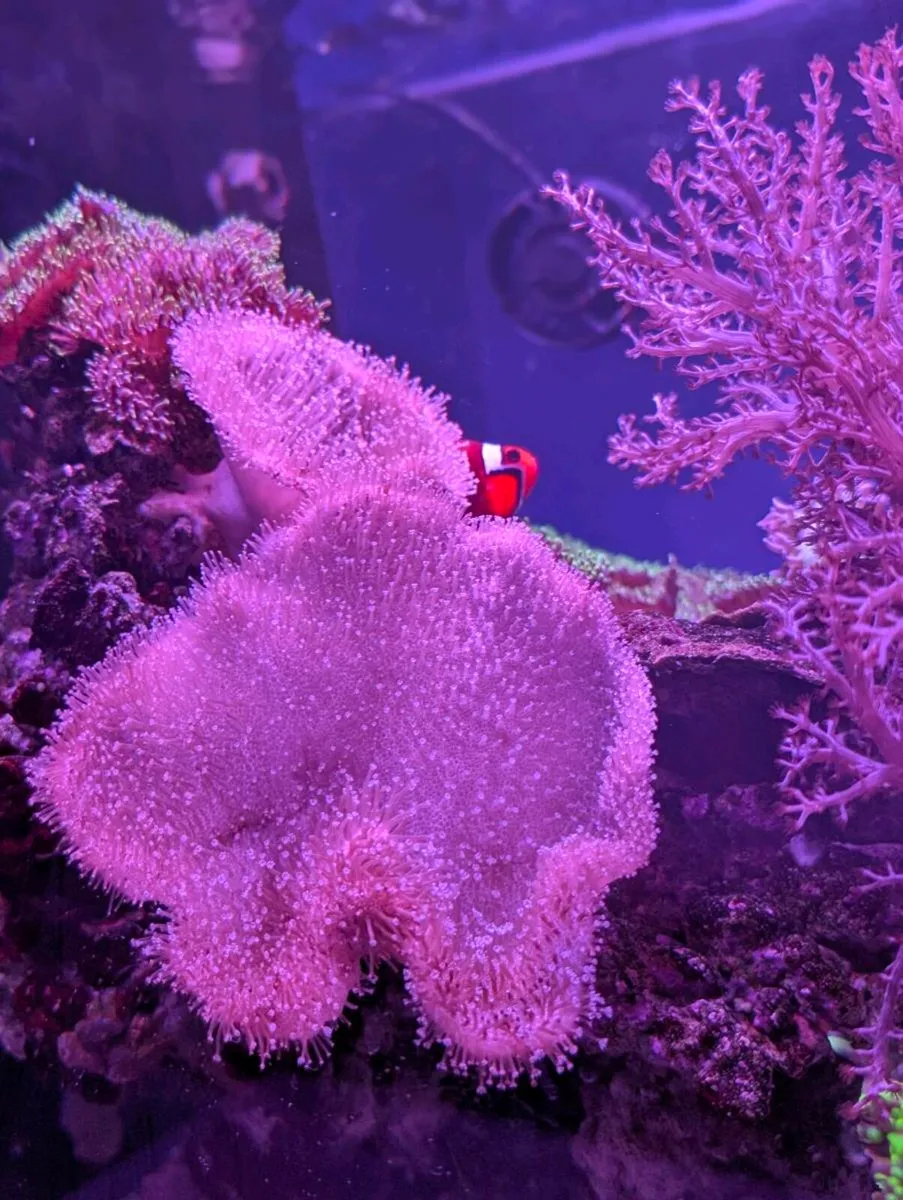 Reef tank complete setup 80L - Image 4