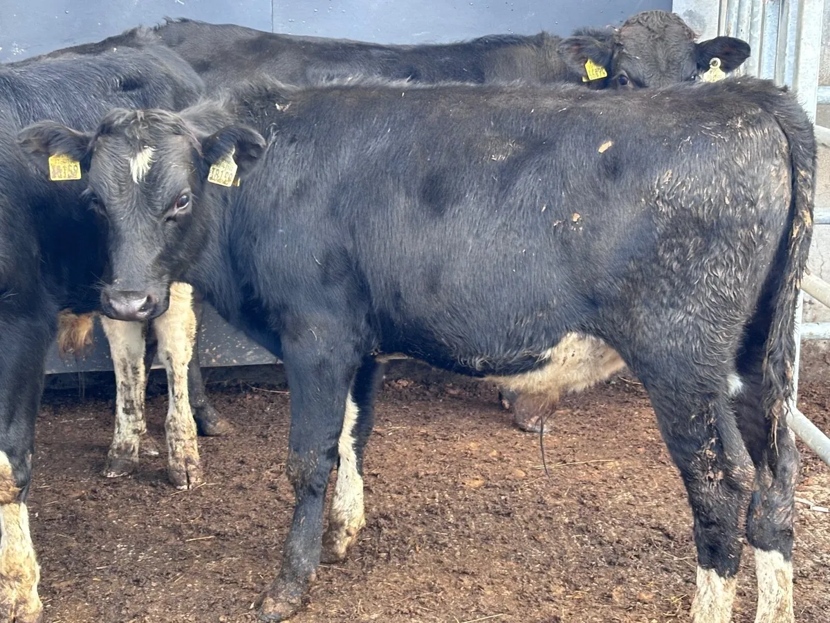 5 Freisan bull weanlings for sale - Image 1