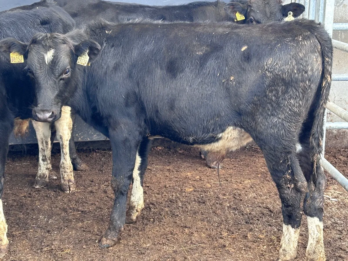 5 Freisan bull weanlings for sale - Image 2