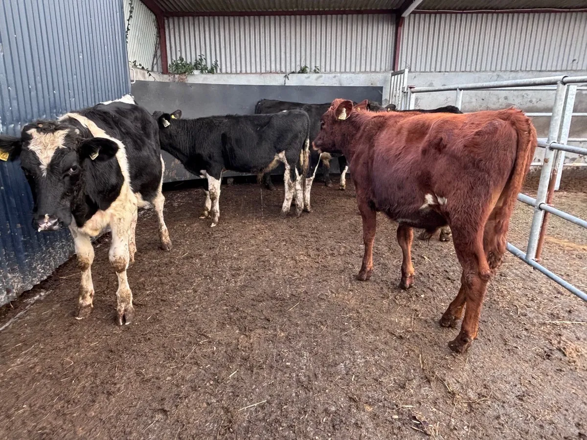 5 Freisan bull weanlings for sale - Image 3