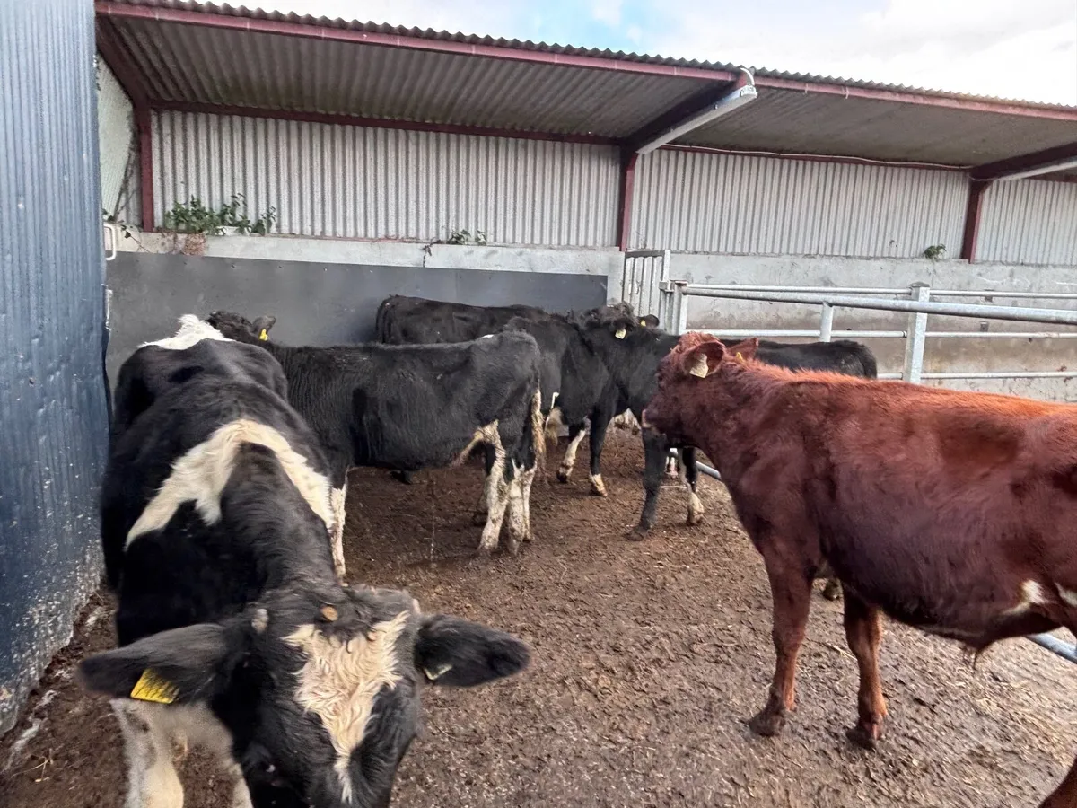 5 Freisan bull weanlings for sale - Image 4