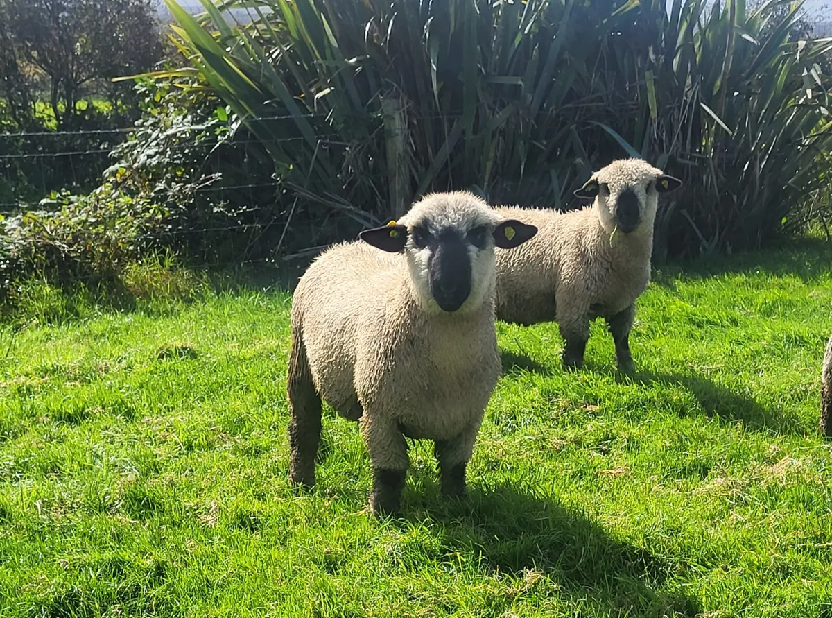 ⭐️Pedigree Hampshire Down Ram Lambs⭐️ - Image 1