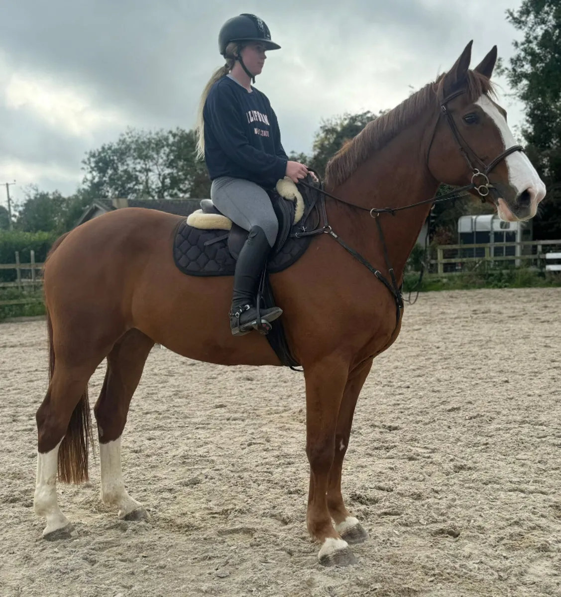 Stunning allrounder for sale - Image 2