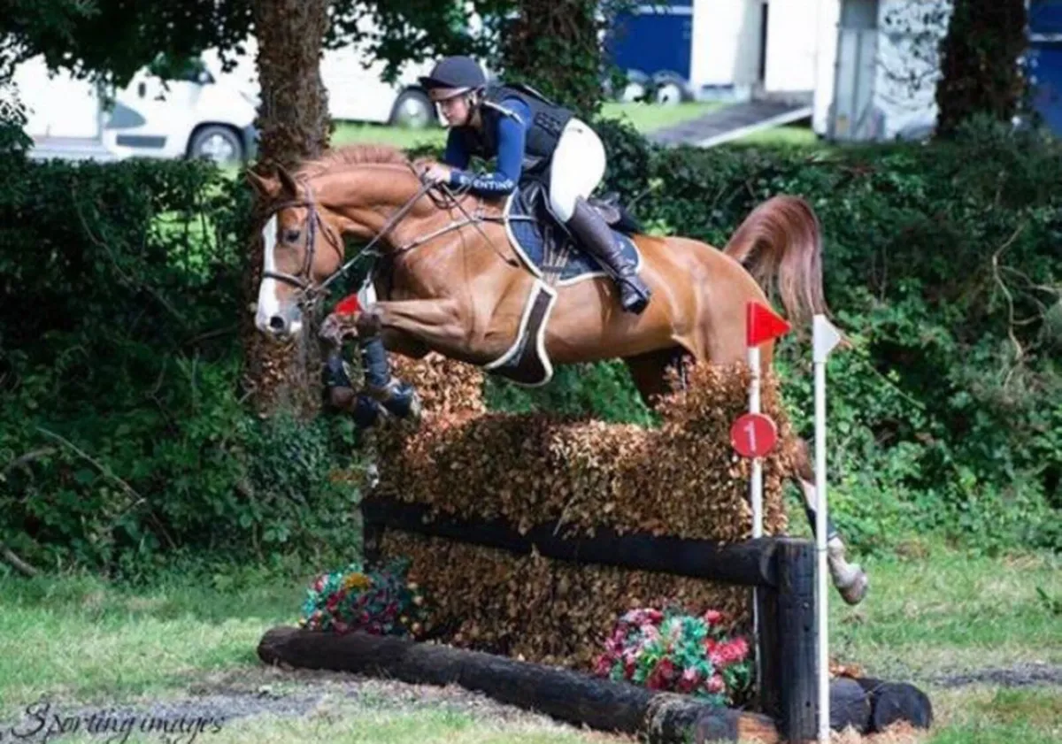 Stunning allrounder for sale - Image 3