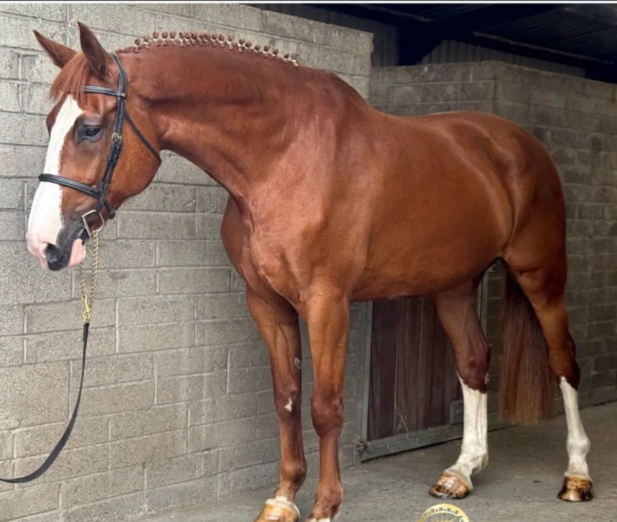 Stunning allrounder for sale - Image 4