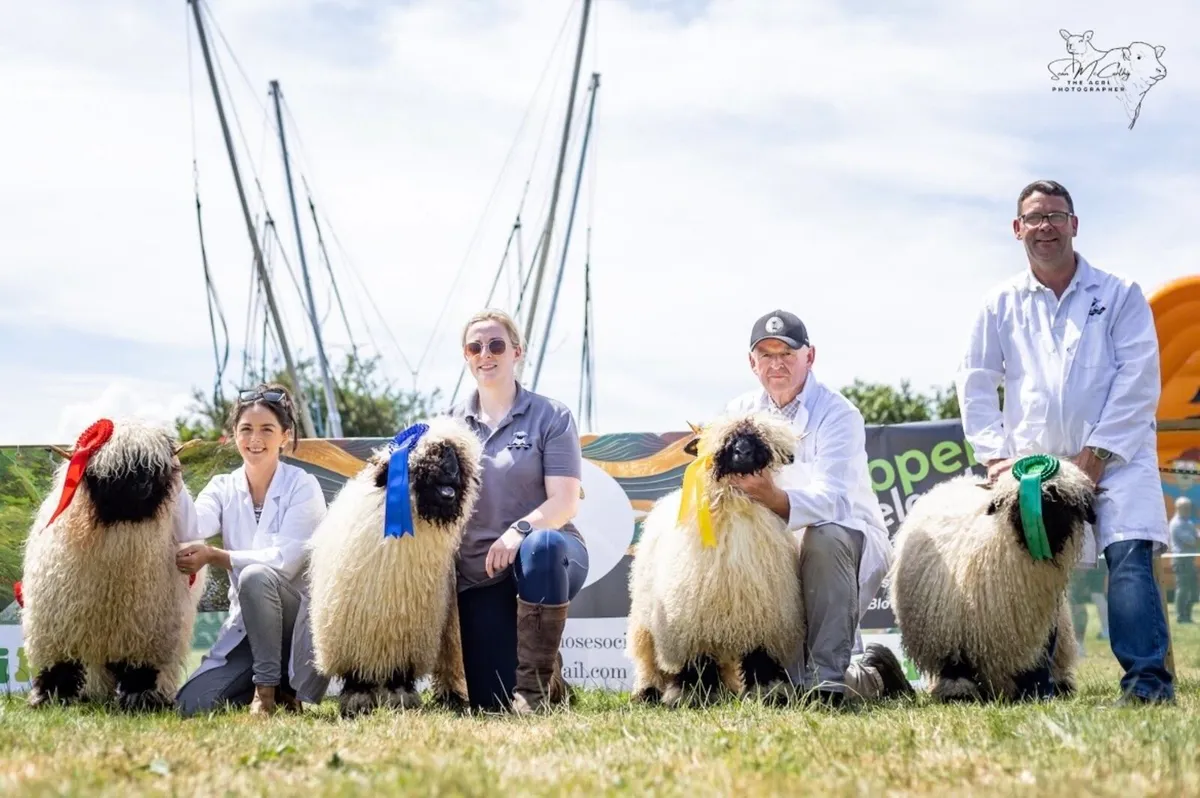 Valais Blacknose - Image 1