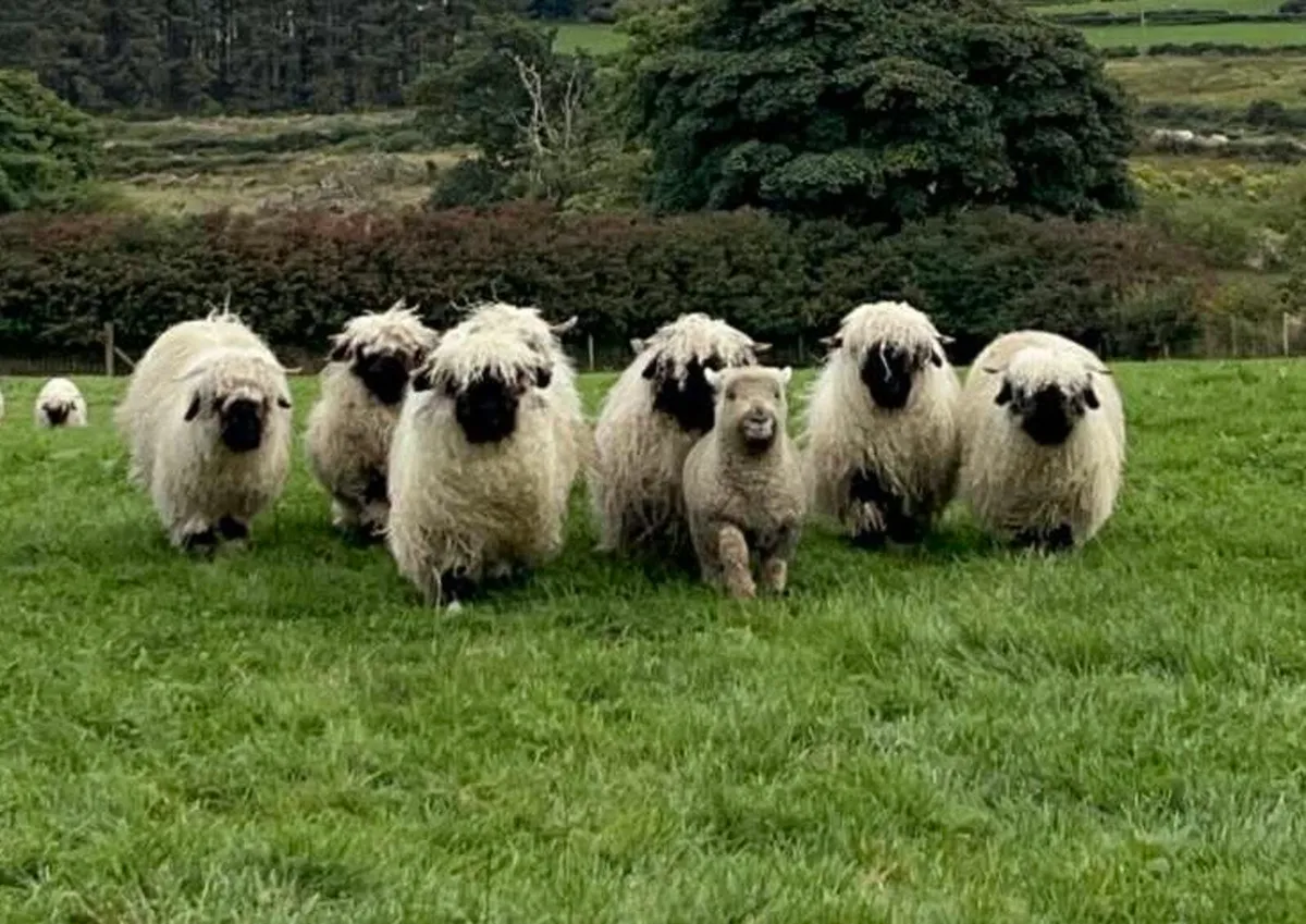 Valais Blacknose - Image 2