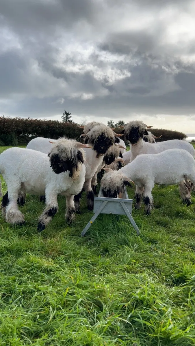 Valais Blacknose - Image 3