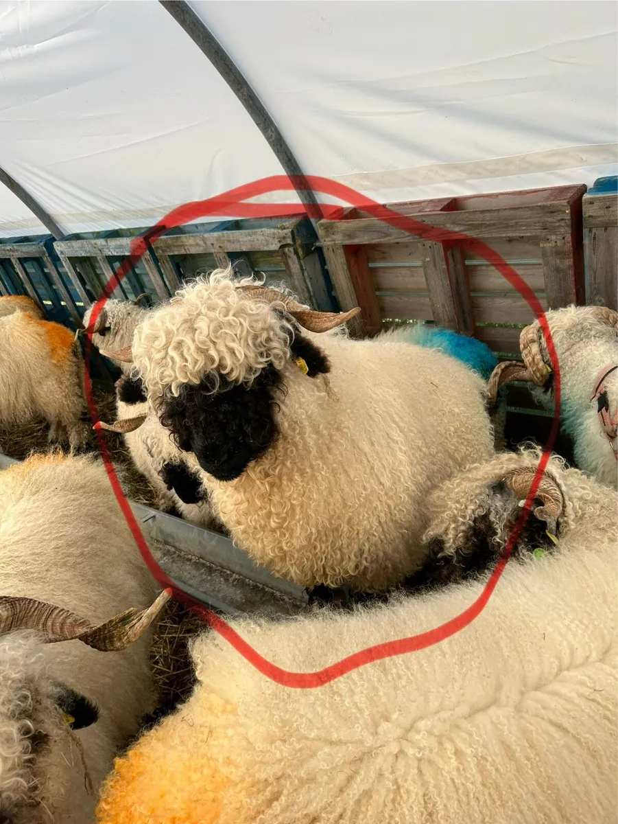 Valais Blacknose - Image 4
