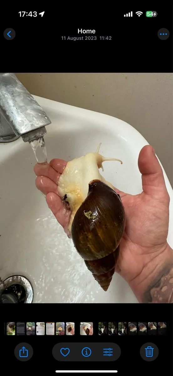 Giant african snail - Image 2