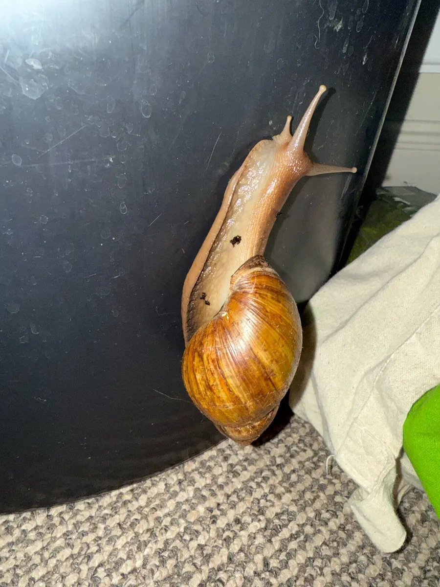 Giant african snail - Image 3