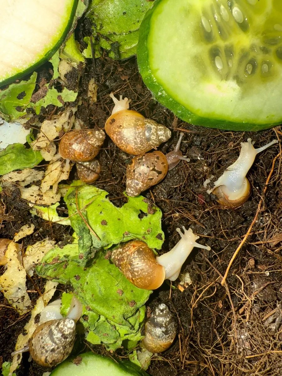 Giant african snail - Image 4