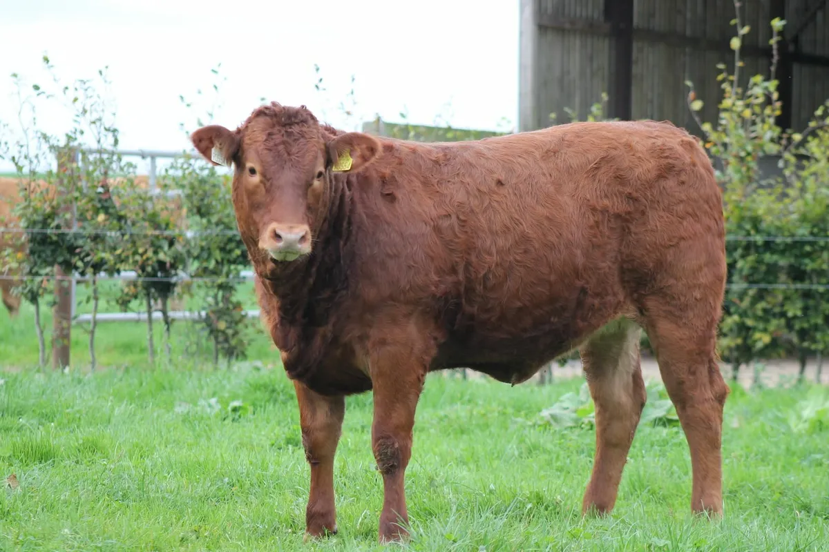 LIMOUSIN BREEDING HEIFER FOR SALE - Image 1