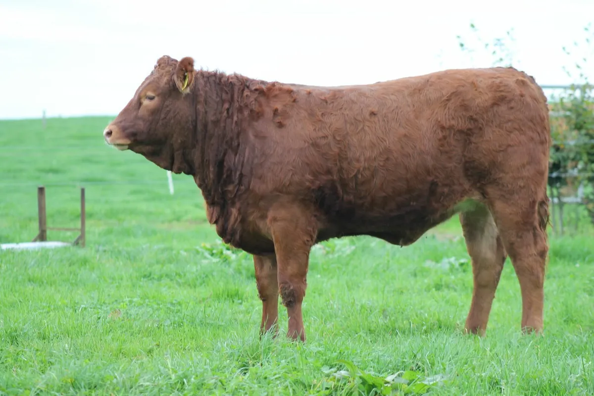 LIMOUSIN BREEDING HEIFER FOR SALE - Image 2