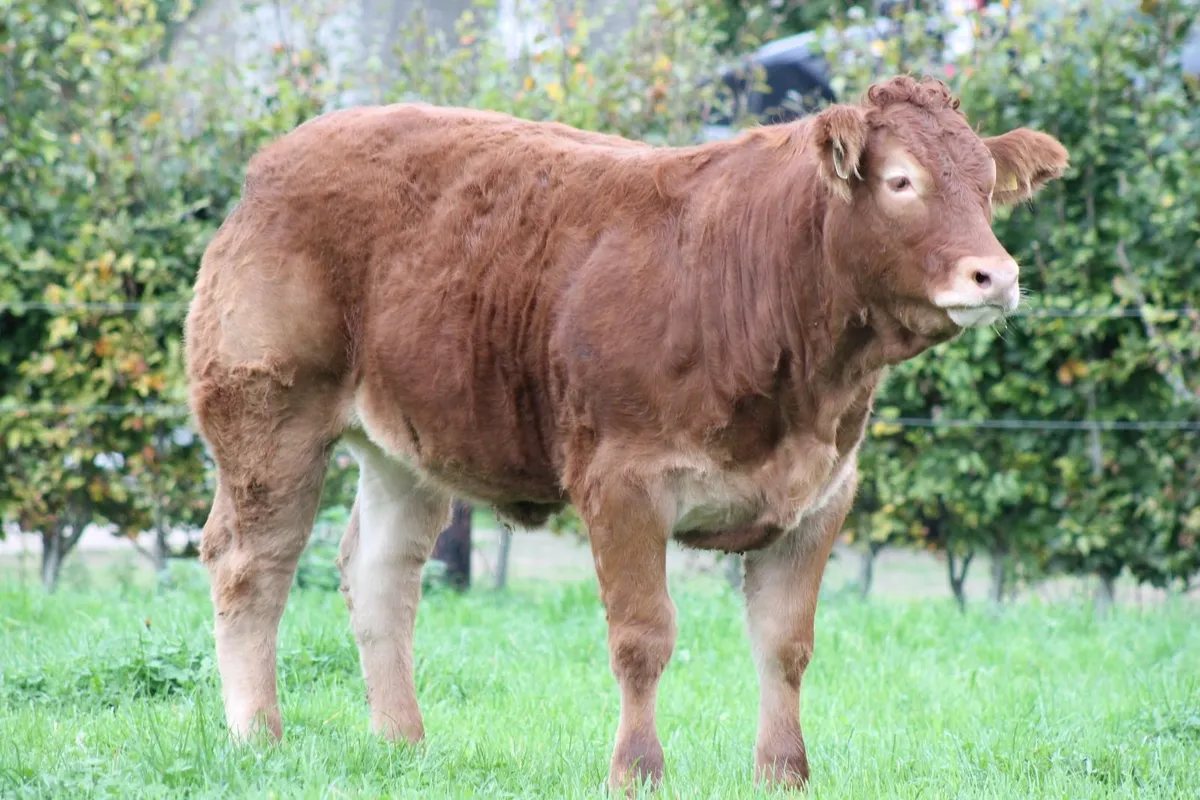 PEDIGREE LIMOUSIN HEIFERS FOR SALE - Image 1