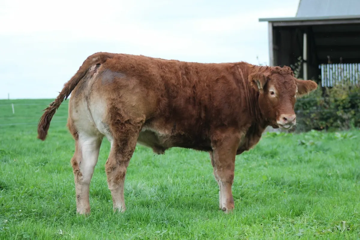 PEDIGREE LIMOUSIN HEIFERS FOR SALE - Image 2