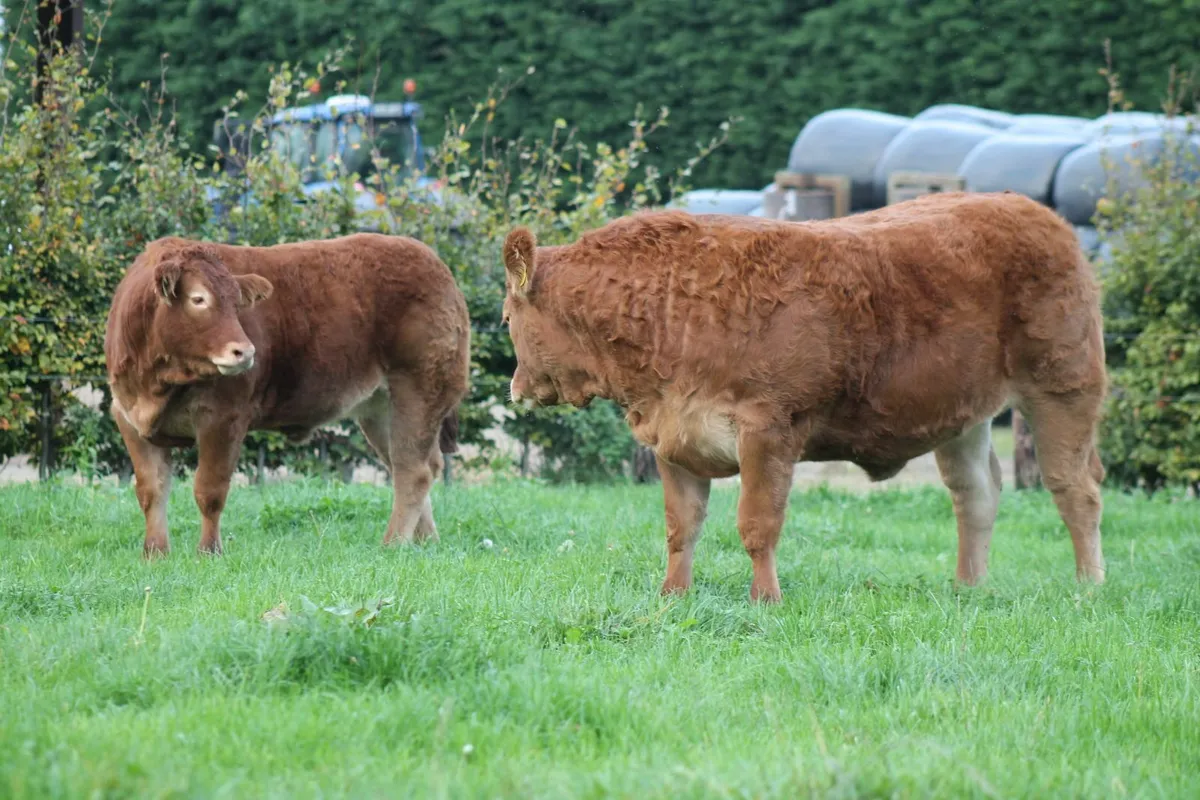 PEDIGREE LIMOUSIN HEIFERS FOR SALE - Image 3