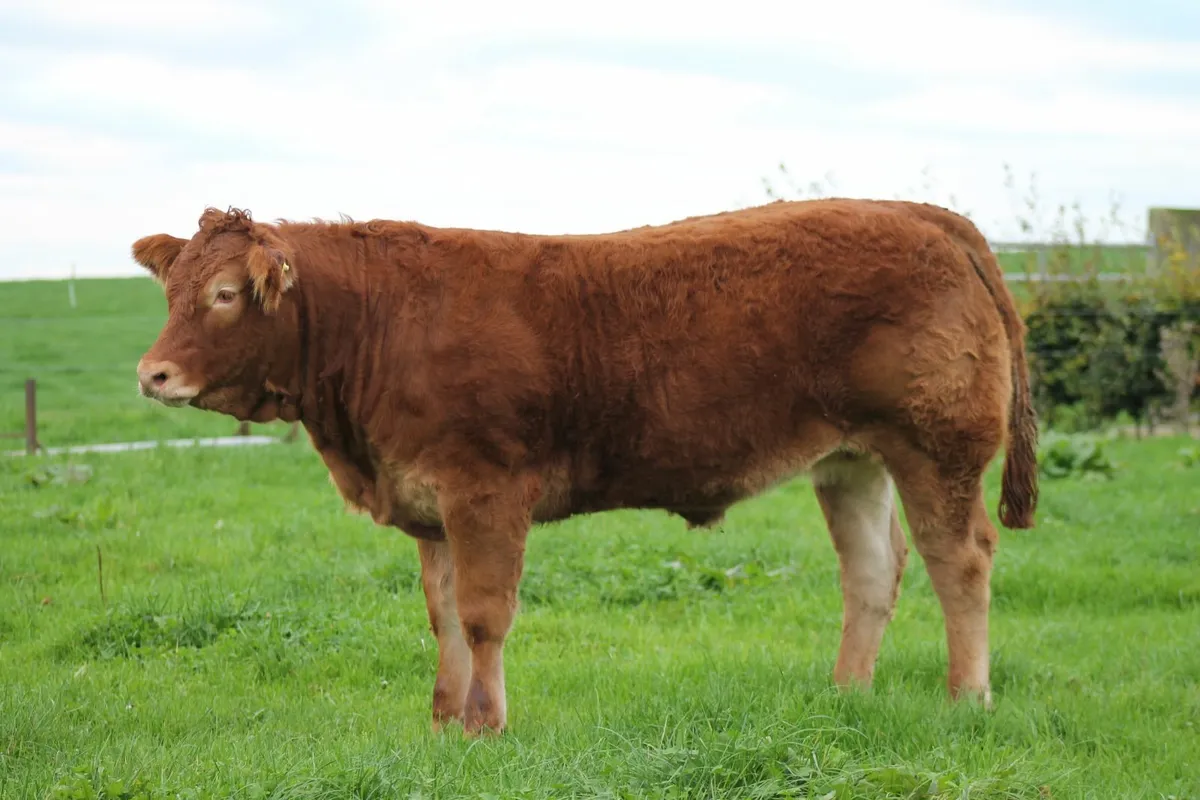 PEDIGREE LIMOUSIN HEIFERS FOR SALE - Image 4