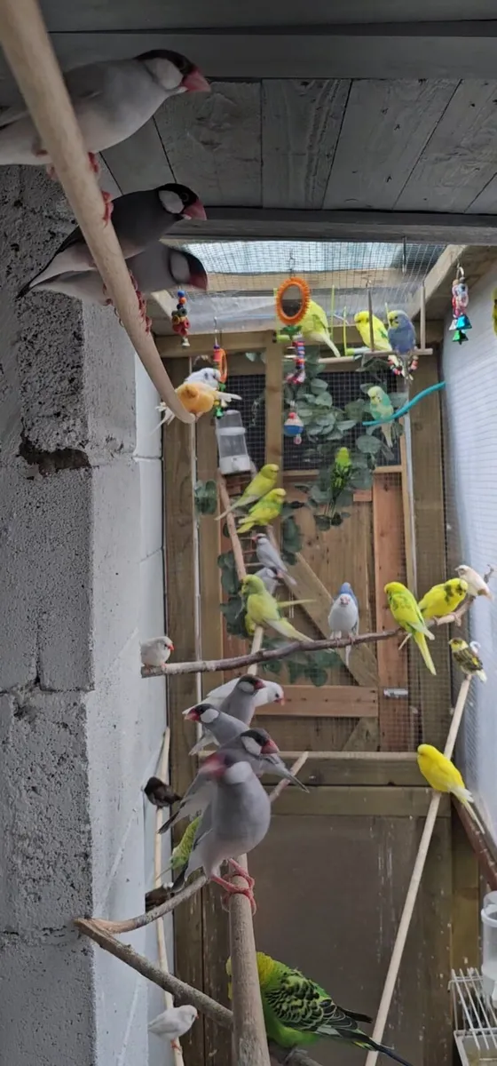 Birds
