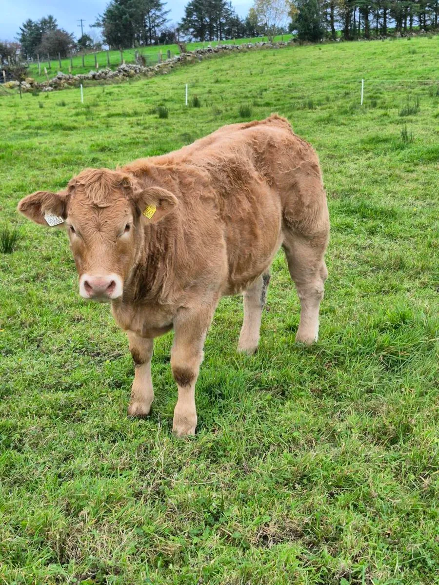 Heifers for Balla Mart (Tues 20th): Lot 842-844 - Image 3