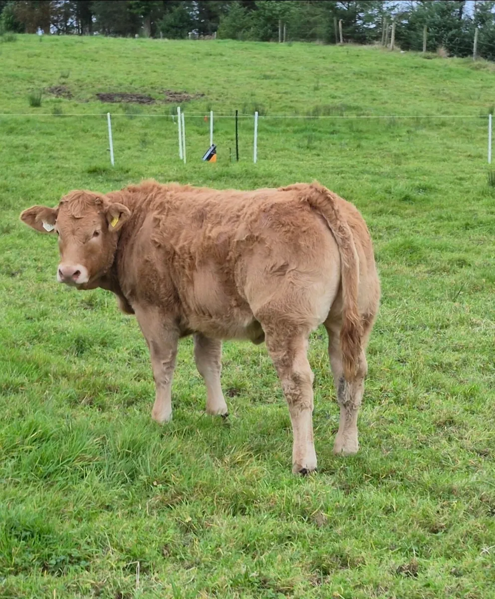 Heifers for Balla Mart (Tues 20th): Lot 842-844 - Image 1