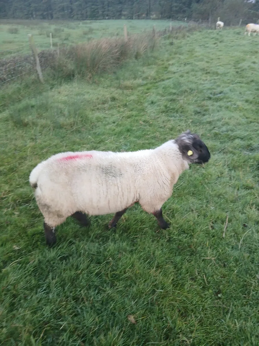 Ram lamb - Image 1