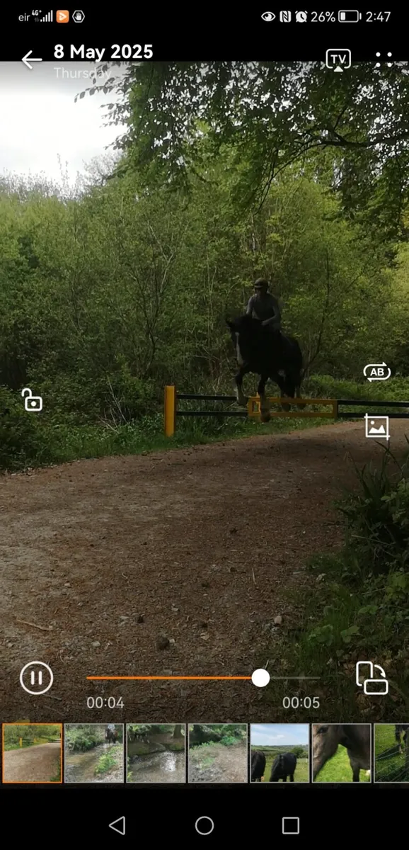 Irish cob 16,2 lot 83. Tuesday gorsebridge - Image 3